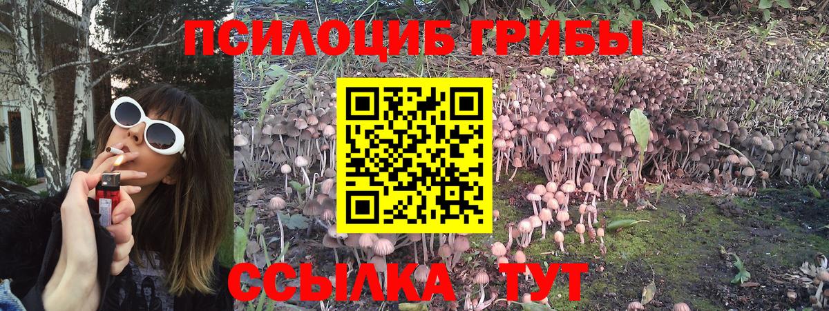 Калининград  Псилоцибиновые грибы Psilocybe  Вход с VPN 